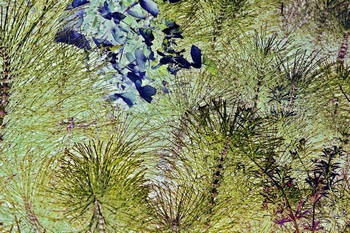N 077C